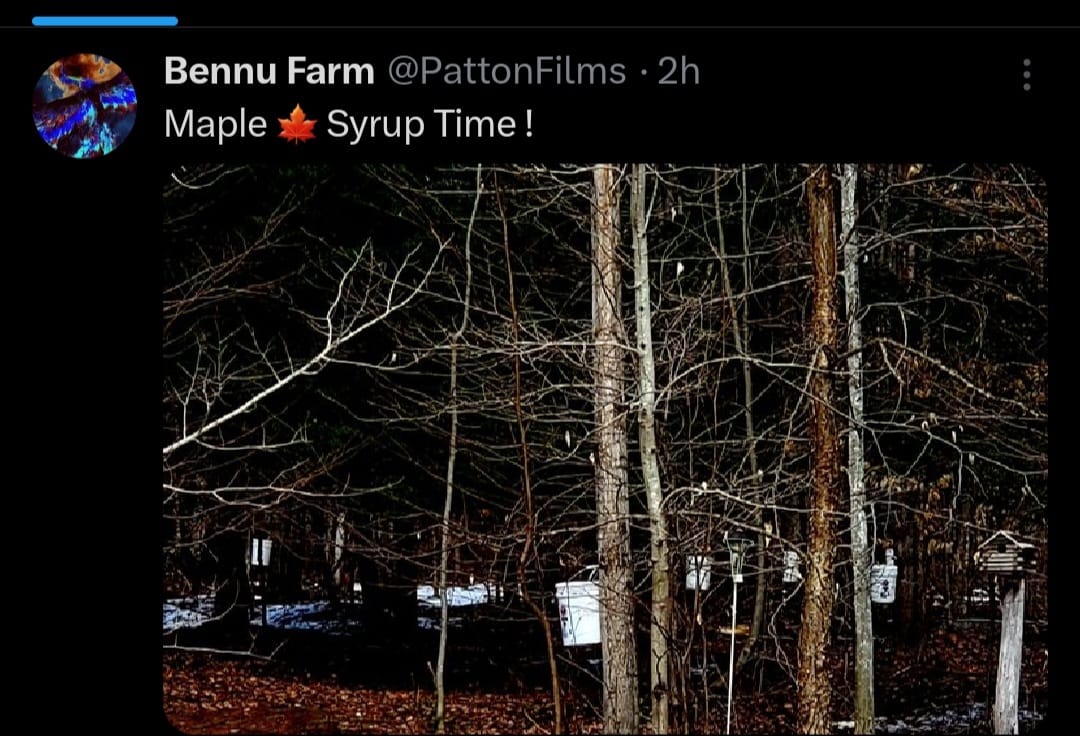 Maple Syrup