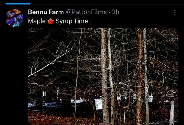 Maple Syrup